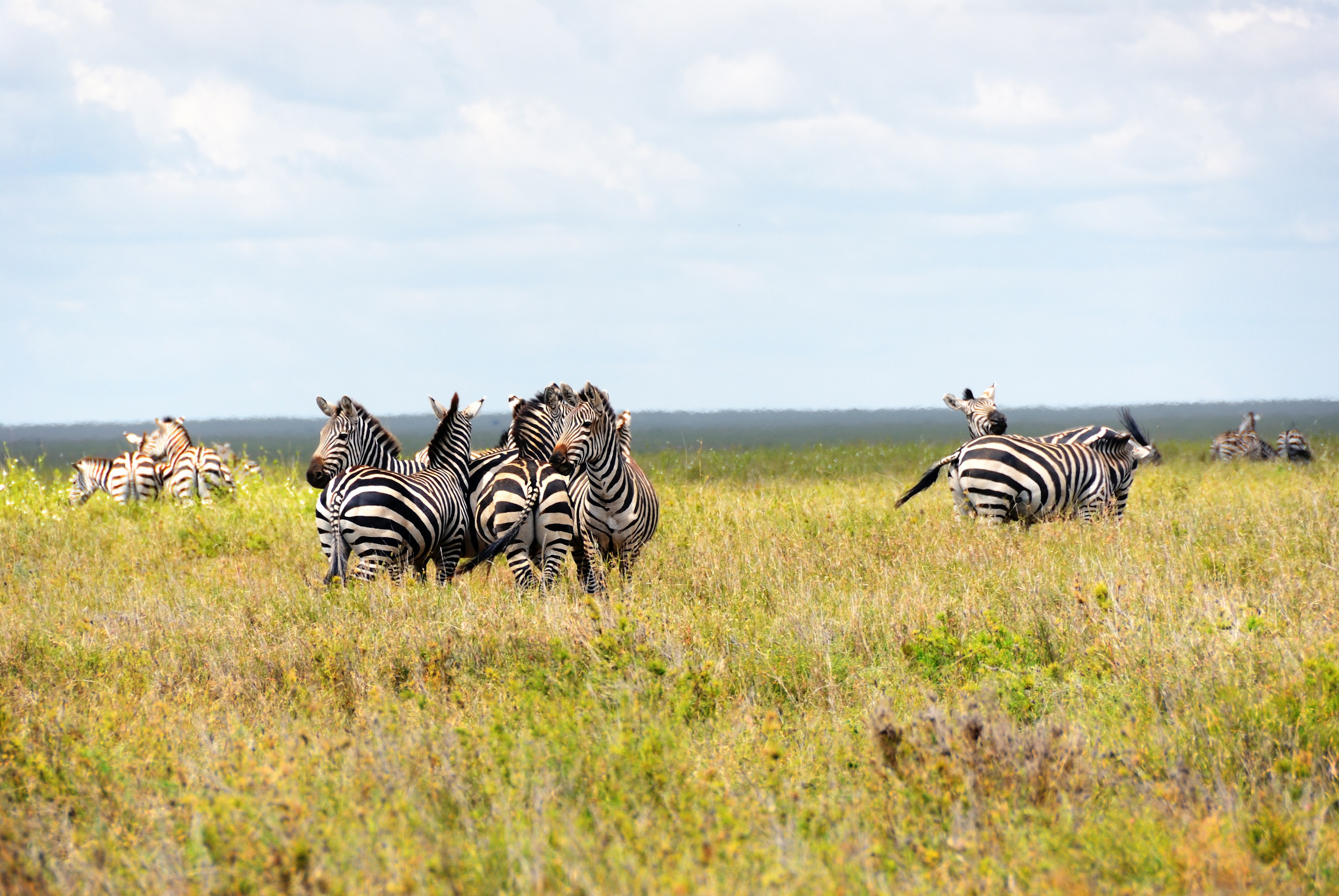 Serengeti National Park In Tanzania